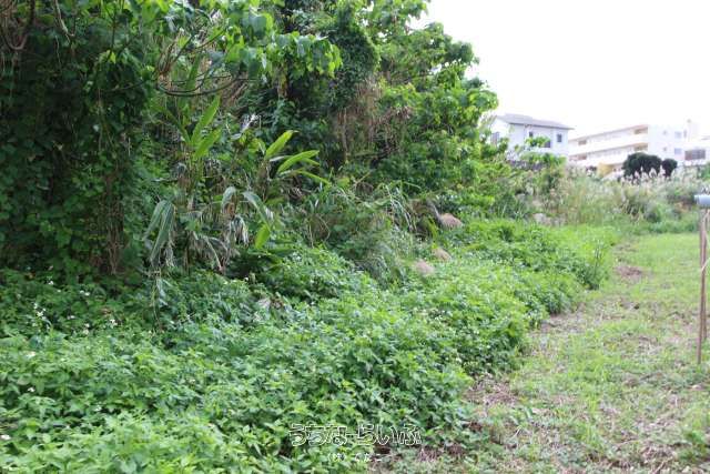 328m² Land for Sale in Ginowan City, Okinawa - Ideal for Farming - Thumbnail 4