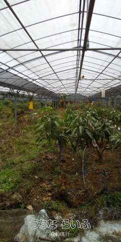 1884 sqm Agricultural Land with Greenhouses in Onna Village, Okinawa