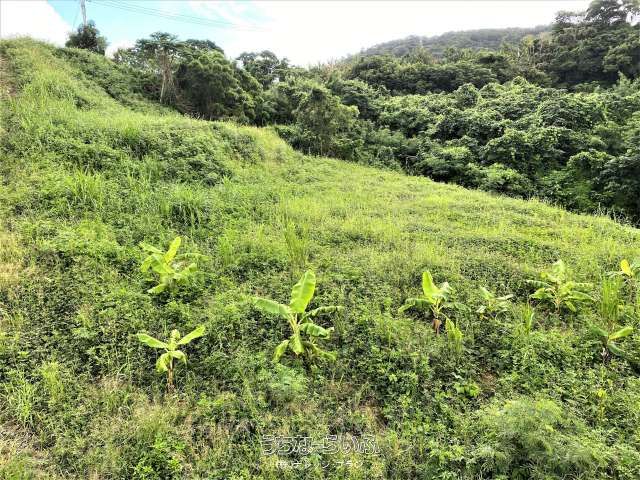 2420 sqm Land for Sale in Nago City, Okinawa - Price Adjusted - Thumbnail 2