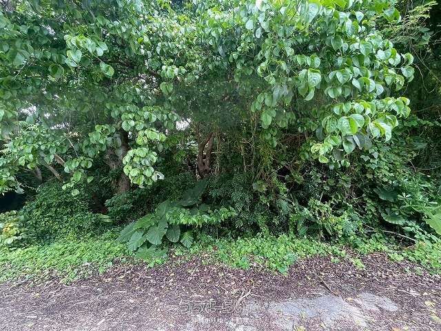 1871 sqm Land for Sale in Motobu, Okinawa - Minpaku Possible - Image 1
