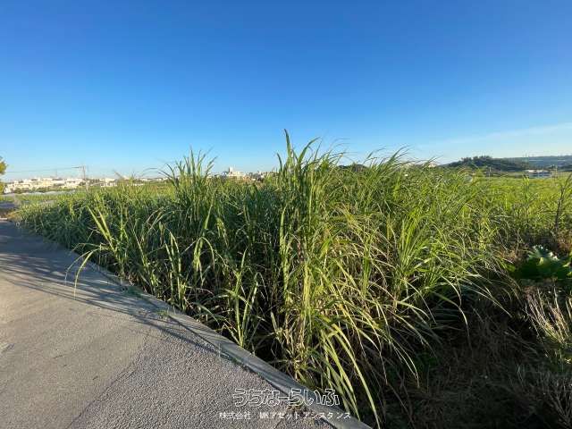 1592㎡ Farmland for Sale in Yaese Town, Okinawa - 9.8 Million Yen - Thumbnail 3
