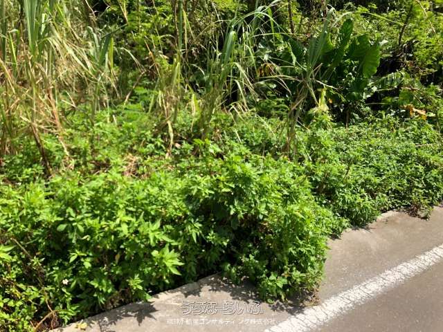 942 sqm Vacant Land for Sale on Kouri Island, Okinawa - Thumbnail 2