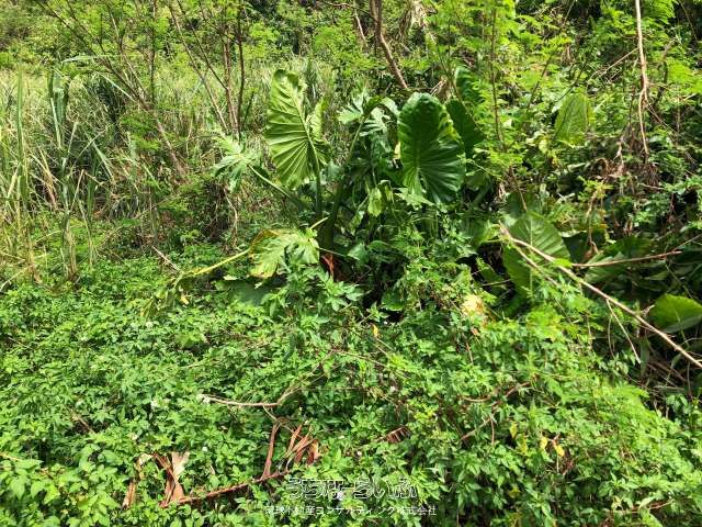 942 sqm Vacant Land for Sale on Kouri Island, Okinawa - Thumbnail 3