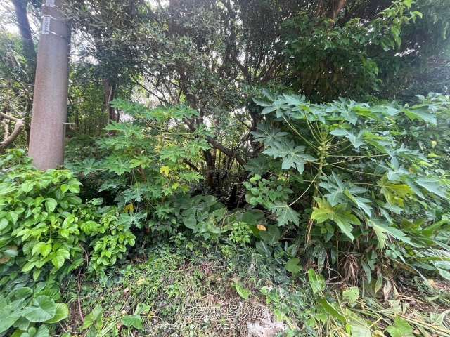 279 sqm Land for Sale in Motobu Town, Okinawa Near Ocean Expo Park - Thumbnail 2