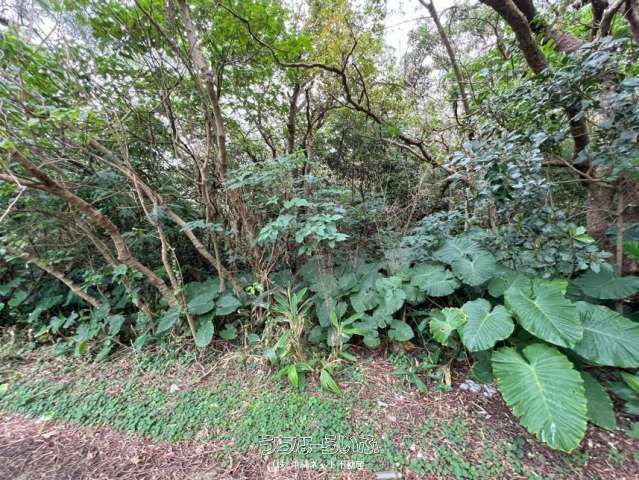 1186m² Agricultural Land for Sale in Nanjo City, Okinawa - Thumbnail 2