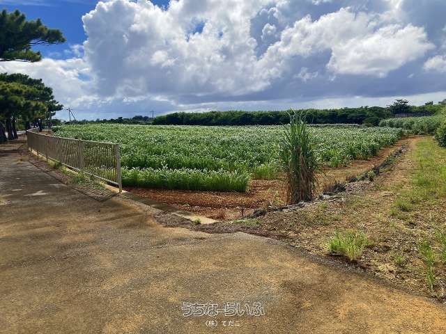 6682 sqm Land for Sale in Irabu, Miyakojima City, Okinawa - Thumbnail 3