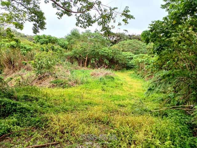 75,380 sqm Land with Solar Farm in Ogimi Village, Okinawa - Thumbnail 4