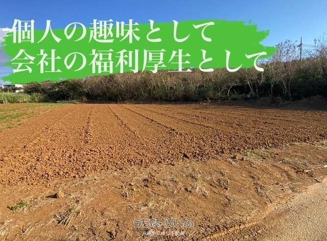 Organic Farming Experience Plot Rental in Motobu, Okinawa - Thumbnail 2