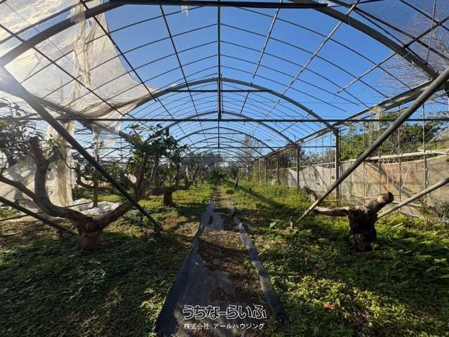 Mango Farm Land for Sale in Ogimi Village, Okinawa - Thumbnail 2