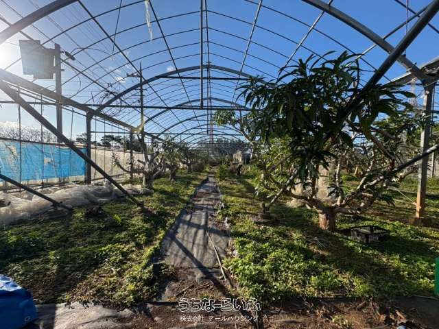 Mango Farm Land for Sale in Ogimi Village, Okinawa - Thumbnail 4