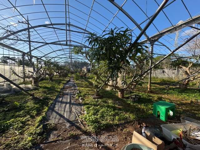 Mango Farm Land for Sale in Ogimi Village, Okinawa - Thumbnail 3
