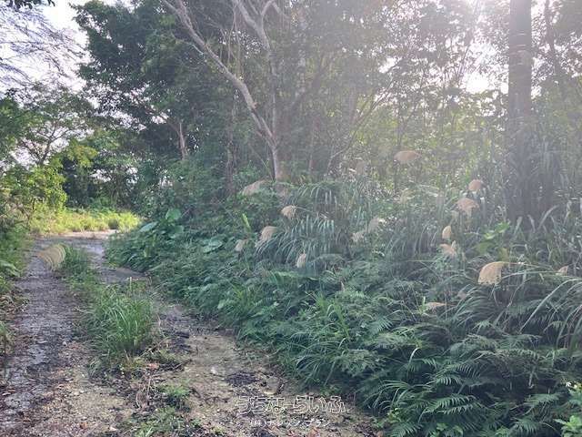 755m² Development Land for Sale in Kuta, Nago City, Okinawa - Thumbnail 4