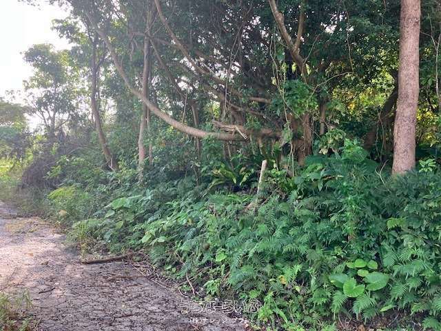 755m² Development Land for Sale in Kuta, Nago City, Okinawa - Thumbnail 3
