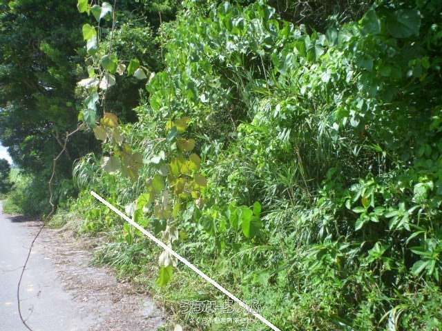 661m² Land for Sale in Yaga, Nago - Near the Sea - Thumbnail 2