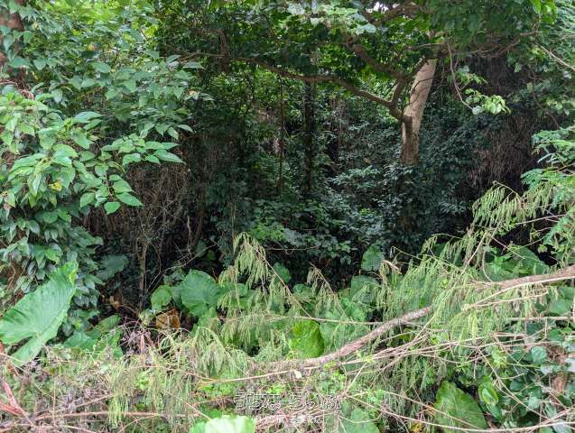 633m² Land for Sale in Motobu Town, Okinawa - Versatile Plot - Thumbnail 3