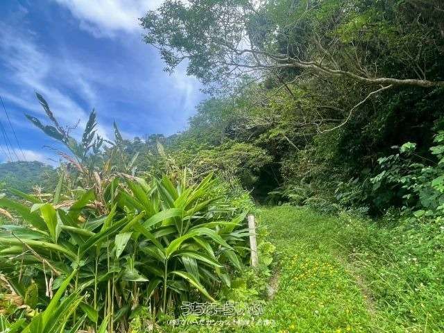 5604 sqm Land for Sale in Mihara, Nago City, Okinawa - Thumbnail 2