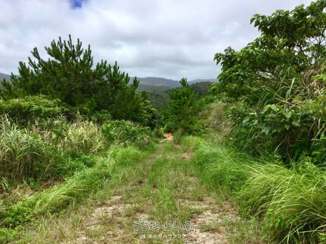 11,964 sqm Agricultural Land with Dam Views in Higashi Village, Okinawa - Thumbnail 4