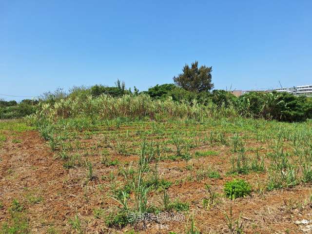 1,827 sqm Land Plot for Sale in Miyakojima, Okinawa - Thumbnail 4