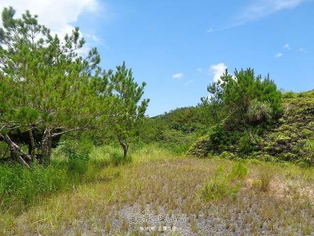 18,091 sqm Forest Land for Sale in Ogimi Village, Okinawa - Thumbnail 3
