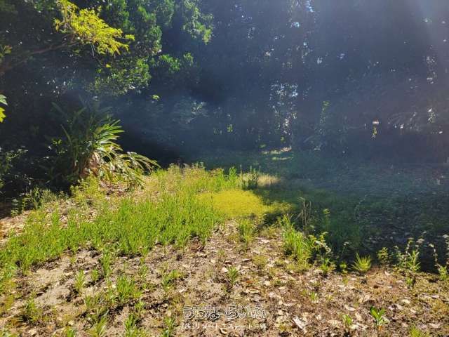 Land for Sale in Bise, Motobu - Near Churaumi Aquarium - Thumbnail 4
