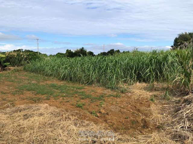Farmland for Sale in Nishinakasone, Miyakojima City, Okinawa - Thumbnail 4