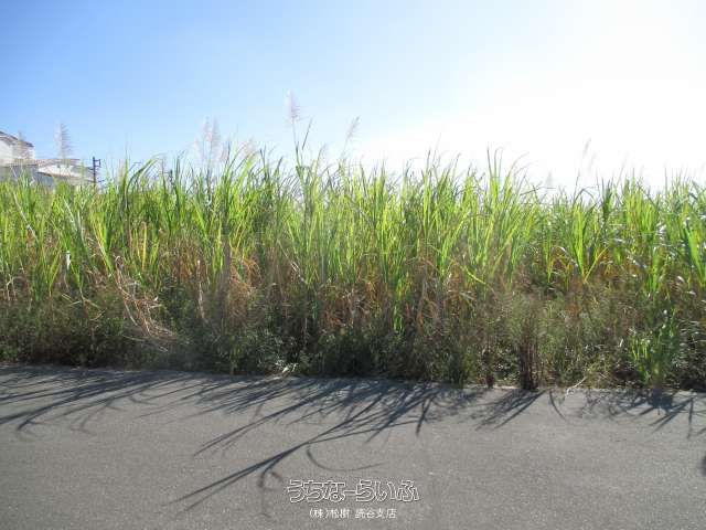 1722 sqm Farmland for Sale in Yomitan Village, Okinawa - Thumbnail 4