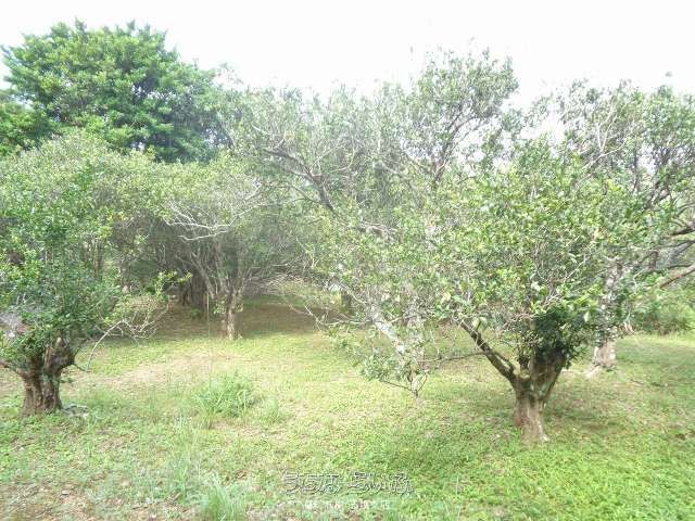 25,661m² Agricultural Land for Sale in Ogimi Village, Okinawa - Thumbnail 2