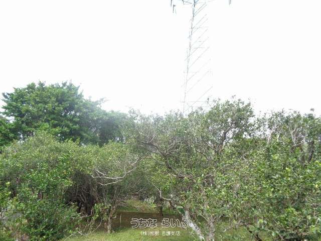 25,661m² Agricultural Land for Sale in Ogimi Village, Okinawa - Thumbnail 3