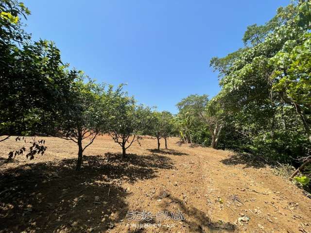 11,060 sqm Agricultural Land for Sale in Nago City, Okinawa - Thumbnail 3