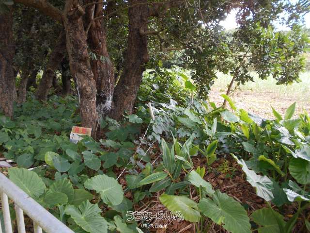 485m² Land for Sale in Miyara, Ishigaki City, Okinawa - Thumbnail 4