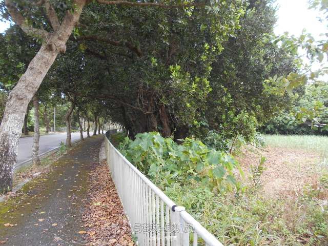 485m² Land for Sale in Miyara, Ishigaki City, Okinawa - Thumbnail 3