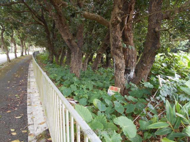485m² Land for Sale in Miyara, Ishigaki City, Okinawa - Thumbnail 2