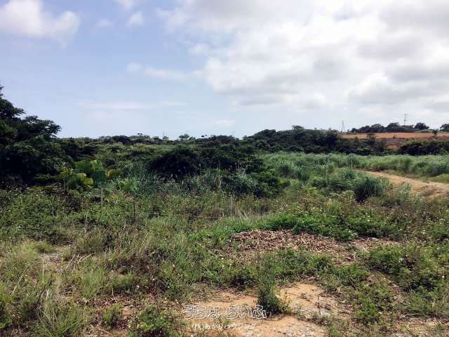 35,612 sqm Agricultural Land for Sale in Higashi Village, Okinawa - Thumbnail 2