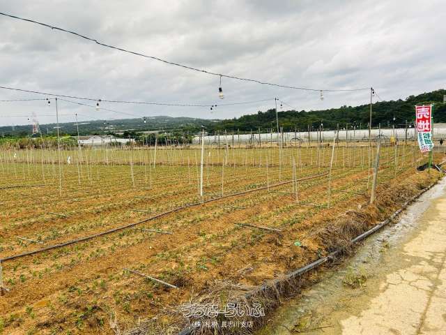 Agricultural Land for Sale in Uruma City, Okinawa - 2950m² - Thumbnail 4