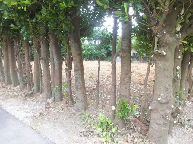 746 sqm Land for Sale in Motobu, Okinawa - Ready to Build - Thumbnail 3