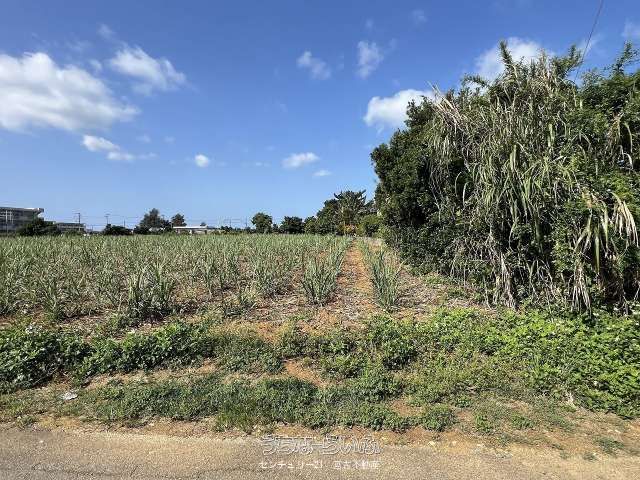 1000 Tsubo Land for Sale in Koshihara, Miyakojima City - Thumbnail 4