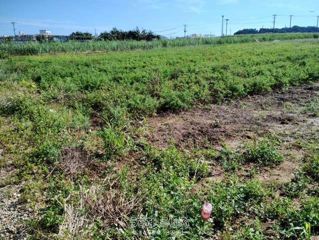 1463㎡ Agricultural Land for Sale in Itoman City, Okinawa - Thumbnail 4