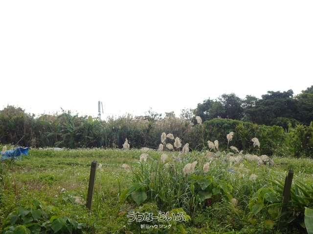 1030.74 sqm Agricultural Land for Sale in Nishihara Town, Okinawa - Thumbnail 3