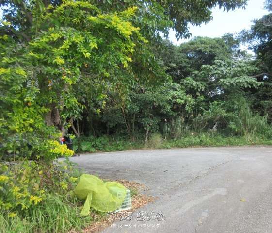 17,741 sqm Land for Sale in Nakijin Village, Okinawa - Thumbnail 3