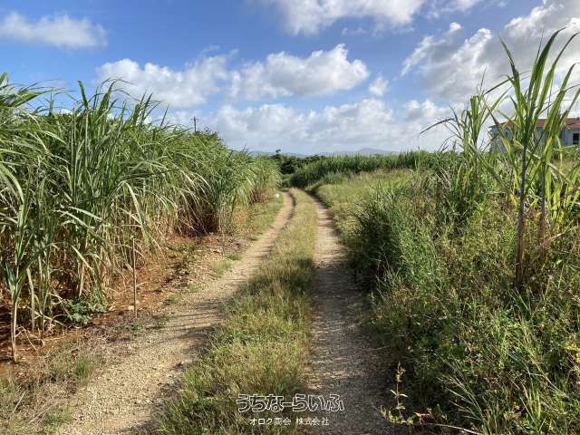 1117 sqm Land for Sale in Kouri, Nakijin Village, Okinawa - Thumbnail 3