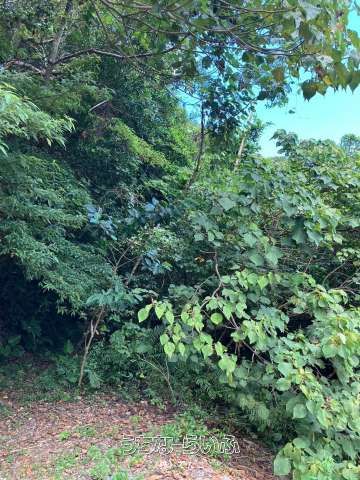 94,901 sqm Land for Sale in Hama, Kunigami Village, Okinawa - Thumbnail 2