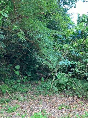94,901 sqm Land for Sale in Hama, Kunigami Village, Okinawa - Thumbnail 4