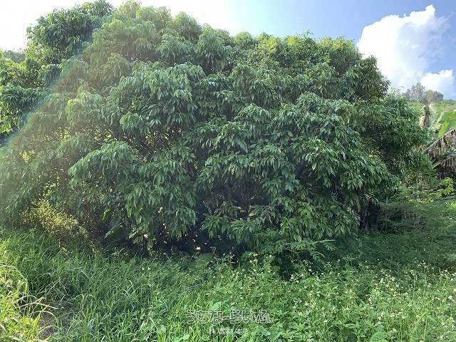 Organic Fruit Farm Land for Sale in Nakagusuku, Okinawa - Thumbnail 2