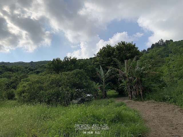 Organic Fruit Farm Land for Sale in Nakagusuku, Okinawa - Thumbnail 3