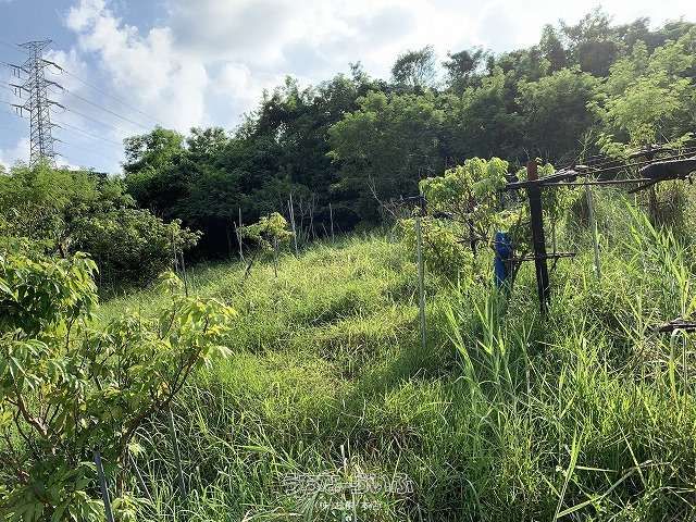 Organic Fruit Farm Land for Sale in Nakagusuku, Okinawa - Thumbnail 4