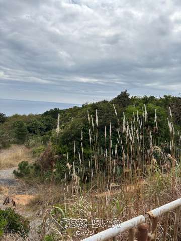 251,488 sqm Pacific-Facing Land for Sale in Higashi Village, Okinawa - Thumbnail 2