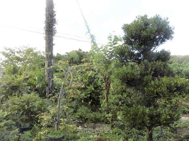 333 sqm Land for Sale in Unten, Nakijin Village, Okinawa - Image 1