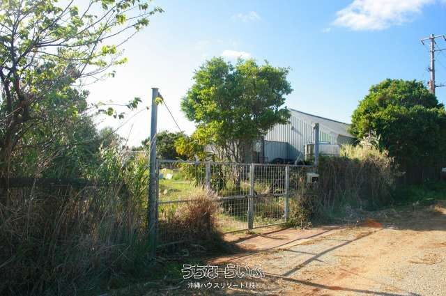2000 Tsubo Mango Farm for Sale Near Kouri Bridge, Nago City - Thumbnail 2