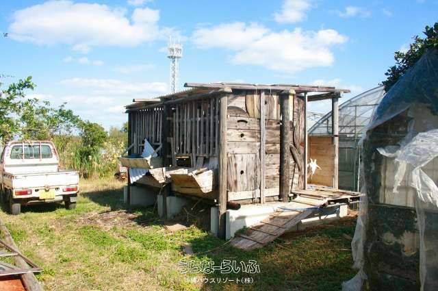 2000 Tsubo Mango Farm for Sale Near Kouri Bridge, Nago City - Thumbnail 3