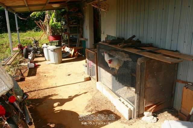 2000 Tsubo Mango Farm for Sale Near Kouri Bridge, Nago City - Thumbnail 4